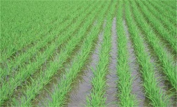 什么是水稻免耕撬窝移栽技术