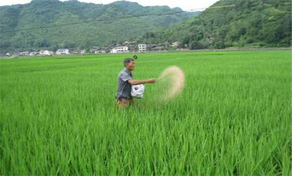 水稻灌浆期要补施粒肥
