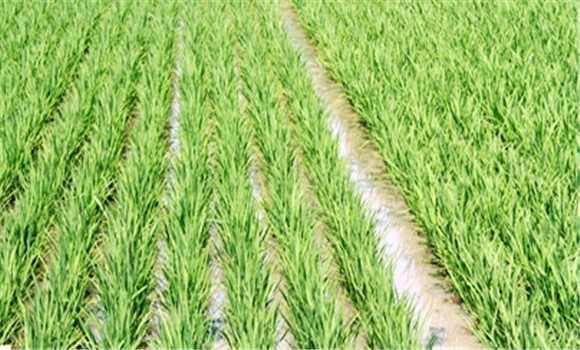 海拔高、低热区水稻种植的技术要点