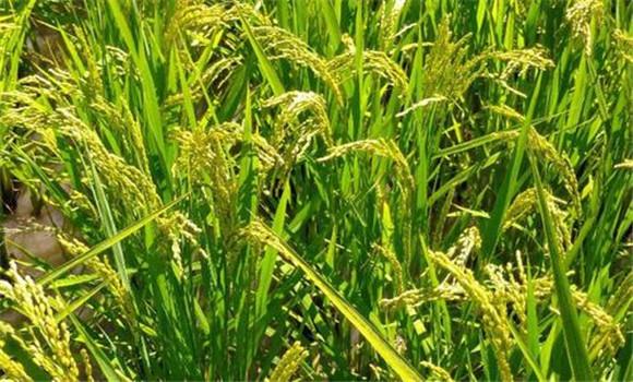 水稻穗稻瘟的分级标准