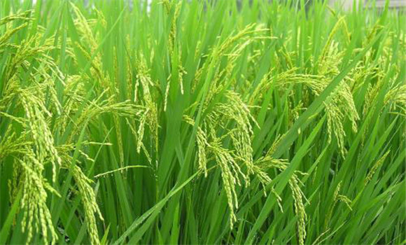 水稻叶瘟病、稻瘟病的防治方法