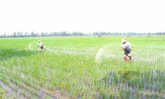 水稻分蘖肥的施用