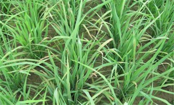 水稻烂秧病的防治措施