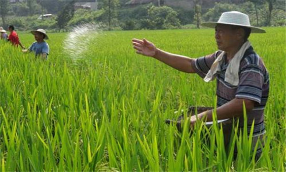 水稻追肥技术及操作要点