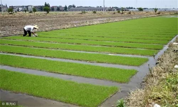 什么是水稻两段式育秧技术