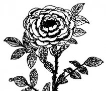 玫瑰花茶的功效与作用有哪些