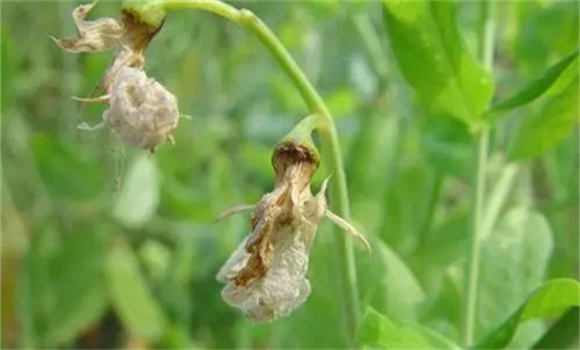 豌豆芽枯病的症状表现