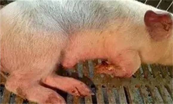 猪流行感冒病症状