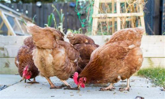 微生物对鸡群健康的影响