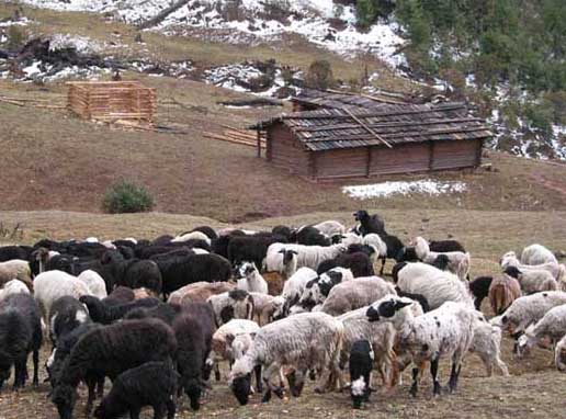 乌骨羊的养殖技术