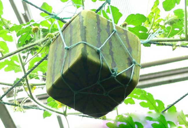 西瓜种植方法