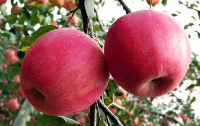 苹果树施肥技术