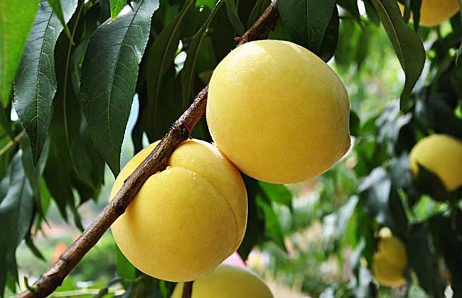 桃树品种知识