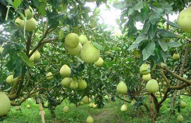 柚子种植方法