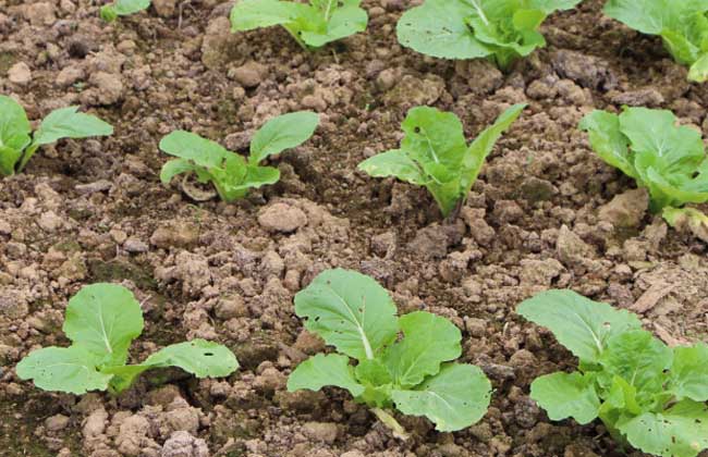 白菜种植管理方法