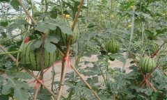 支架栽培西瓜种植技术
