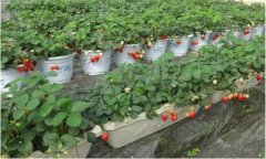 草莓设施栽培技术的要点