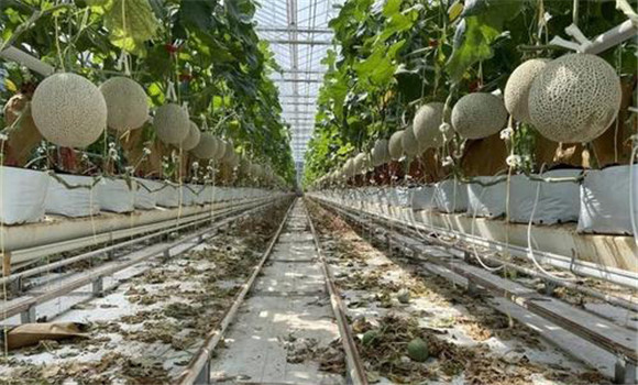 网纹甜瓜的肥料管理