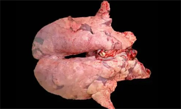 猪肺炎是什么原因引起的