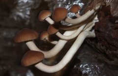 茶树菇的种植－茶树菇图片