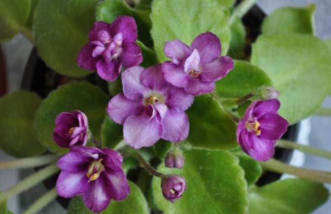 紫罗兰种植方法
