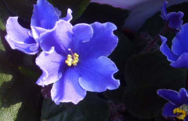 紫罗兰种植方法
