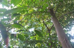 沉香树的养殖方法－沉香图片