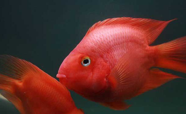 红鹦鹉鱼养殖－红鹦鹉鱼图片