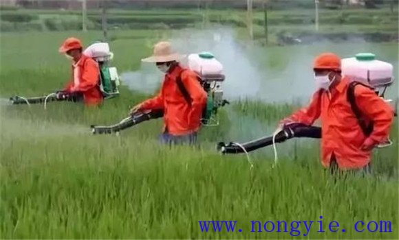 水稻稻秧多效唑的使用方法及注意事项