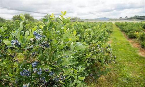 蓝莓种植密度如何掌握