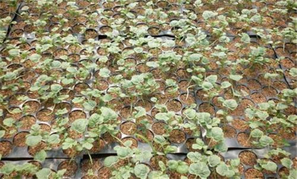 西瓜的播种育苗要求