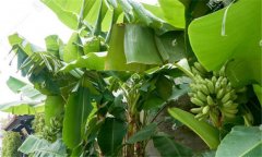 香蕉树几年结果 香蕉种植管理技术须知