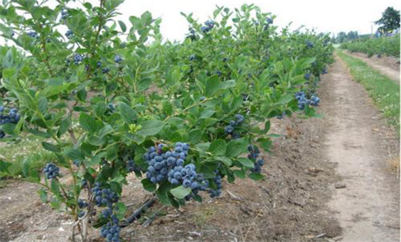 蓝莓种植园的选址要求