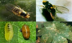 种植西瓜如何防治美洲斑潜蝇和蚜虫