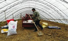 西瓜栽培与管理：大棚西瓜高产栽培方法