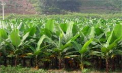 香蕉生产机械化方法与主要步骤要求