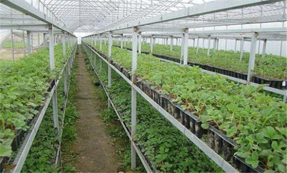 日光温室草莓的育苗方法