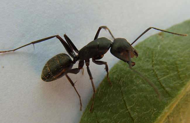 蚂蚁的功效与作用