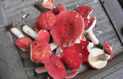 大红菇和毒红菇的区别
