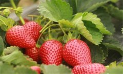 草莓有哪些种类