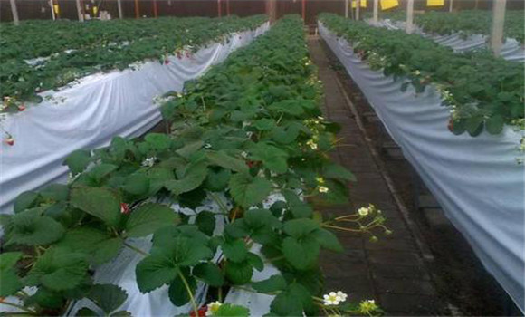 保护地草莓的促成栽培