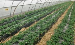 冬草莓栽培季节与品种选择问题