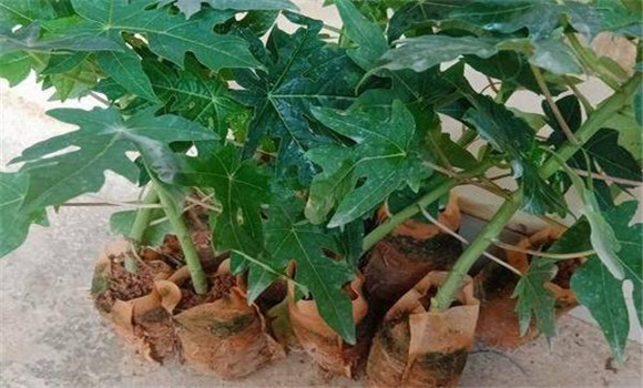 木瓜苗的繁殖方法
