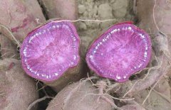 吃紫薯能减肥吗？紫