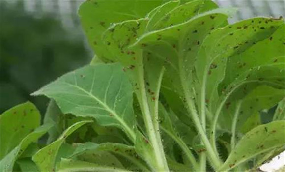 蚜虫的生物防治方法