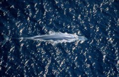 蓝鲸到底有多大 蓝鲸的寿命有多长？