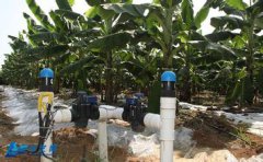 香蕉水肥一体化栽种方法研究