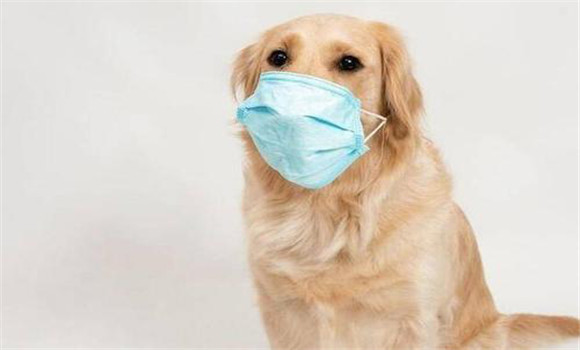 狗的呼吸检查