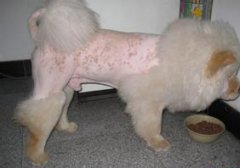 犬的皮肤病有哪些 犬皮肤病的种类和治疗方法