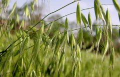 燕麦的栽培技术 燕麦的种植和管理技术要点